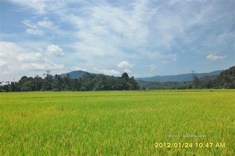 Orang tuany pun memantau dengan siapa bayu bergaul di sekolah maupun. Lukisan Pemandangan Sawah Padi Sekolah Rendah | Cikimm.com