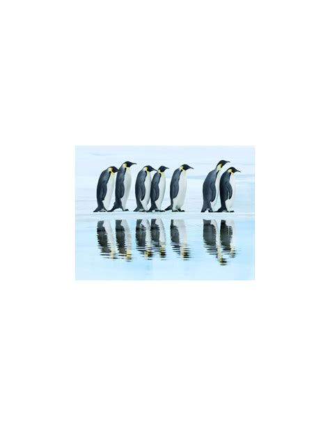 Emperor Penguin Group Antarctica