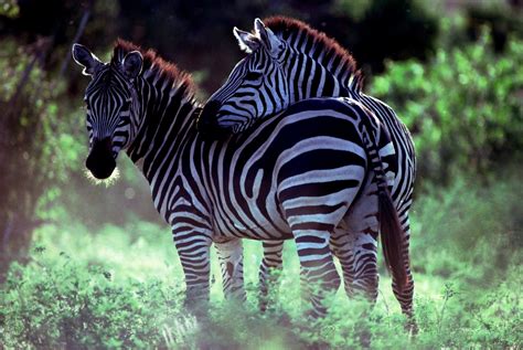Zebra Full Hd Wallpaper And Background Image 2295x1536 Id175677