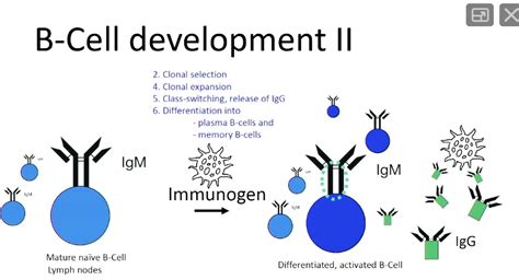 Solved B Cell Development Ii Clonal Selection Clonal Expansion