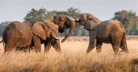 Fighting African Elephants In The Savannah African Savanna Elephant