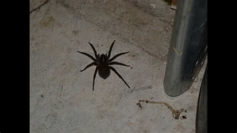 Wolf Spider Or Fishing Spider In My Damn Garage Youtube