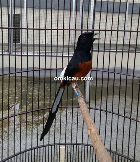 Ada banyak jenis yang akan saya informasikan untuk anda para kicaumania. Murai batu Kaki Putih kalahkan burung-burung jawara di B16 ...