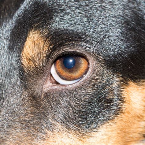 Eye Dog Close Up Stock Image Image Of Detail Animal 100934337