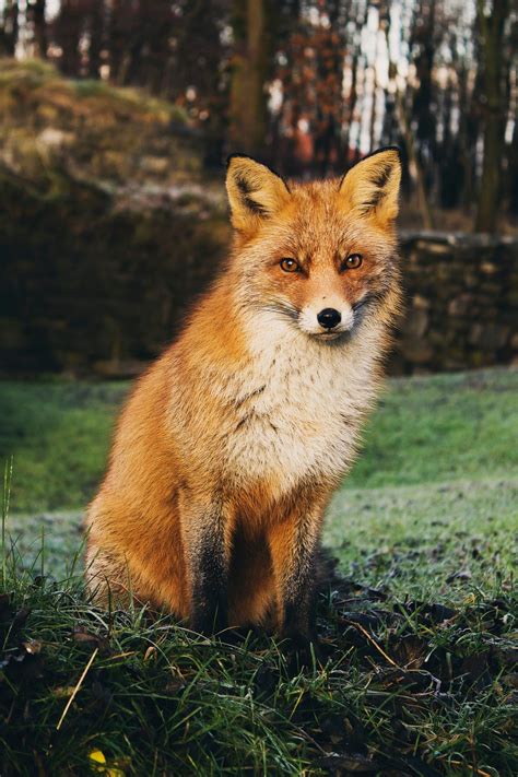 Free Images Forest Animal Wildlife Fur Fauna Red Fox Eye