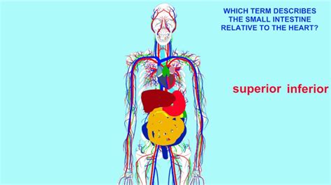 Superior Vs Inferior Anatomical Directional Terms Youtube