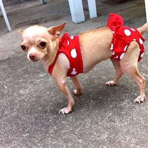14 Chihuahua Costumes That Will Definitely Make You Laugh Petpress