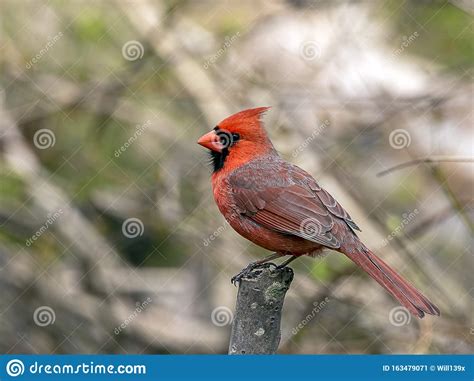 A Male Northern Cardinal Scientifically Know As Cardinalis Cardinalis