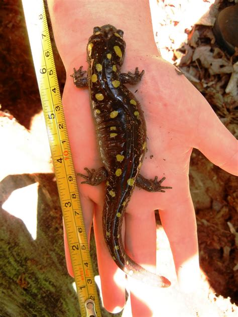 Spotted Salamander - Chattahoochee River National Recreation Area (U.S. National Park Service)