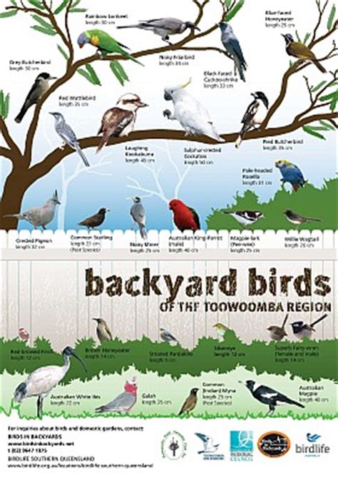 Backyard birds of douglas county, oregon. BirdLife Southern Queensland | BirdLife Australia