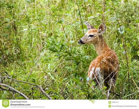 Whitetail Deer Fawn Stock Image Image Of Fawn Baby 10767117