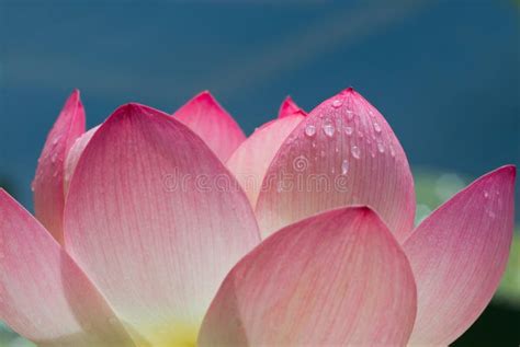 Lotus Flower Close Up Stock Photo Image Of Nymphaea Beauty 2867616