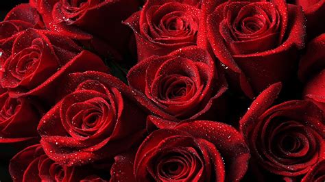 𝕃𝕚𝕥𝕥𝕝𝕖𝕓𝕦𝕘𝟛𝟞𝟝 ᵕᴗᵕ ภาพน่ารัก ภาพสวยๆ ดอกกุหลาบสีแดง Red Roses