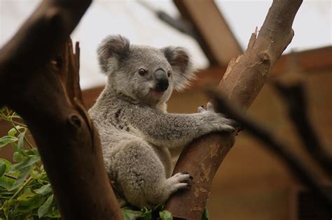 Koala Wallpaper Hd For Android Apk Download
