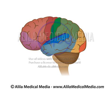 Alila Medical Media Functional Areas Of The Brain Unlabeled Diagram