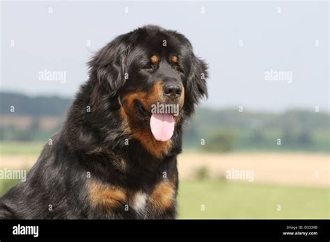 Dog Tibetan Mastiff Do Khyi Tibetdogge Adult Portrait Stock Photo