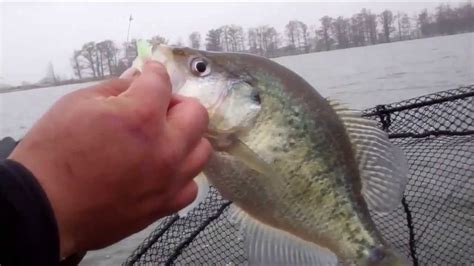 Crappie Fishing Reelfoot Lake Youtube