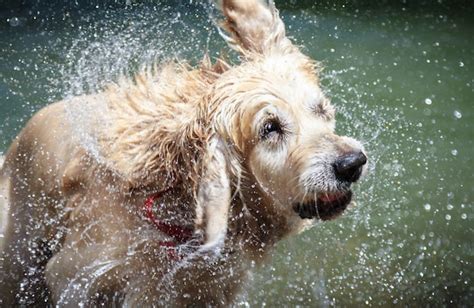Wet Dog Smell What Causes It And How To Fix It — Pet Central By Chewy