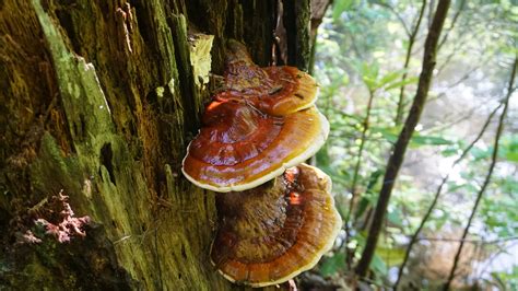 A Complete Guide To Reishi Mushrooms Grocycle