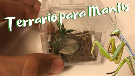 Terrario Para Mantis Youtube