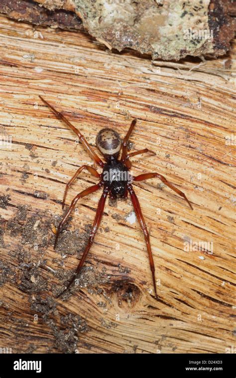False Widow Spider Steatoda Nobilis Introduced Species Adult On Log
