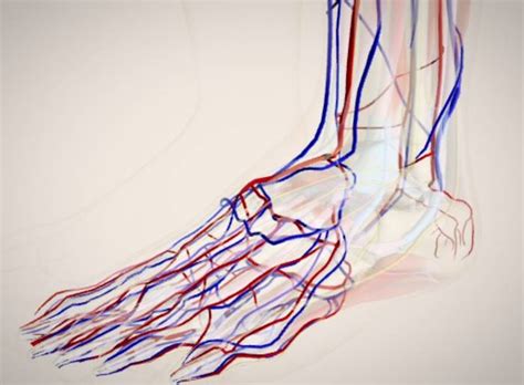 What Are The Symptoms Of Poor Blood Circulation In The Legs
