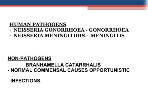 Neisseria Gonorrhoea Std Meningitis Meningococci Gonococci Bact