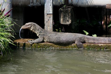 ASIAN WATER MONITOR Varanus Salvator Water Monitor Monitor Lizard Komodo Dragon