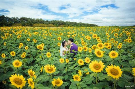 Hướng dương ngược nắng | tập 28 | đang tán tỉnh minh, bỗng nhiên có đứa trẻ chạy đến gọi hoàng là bố. DU LỊCH BỤI - Cánh đồng hoa hướng dương ở gần Đà Lạt