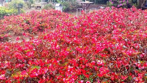 Selain mudah sekali hidup, begonia juga memiliki warna bunga yang memikat dan cocok tumbuh di daerah tropis. Bunga Balinea di Taman Begonia Lembang oleh Agung Han ...