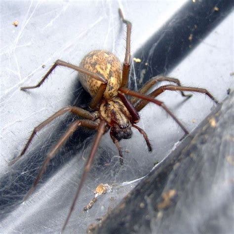 Arachnophobia Hits Britain Plague Of Giant House Spiders Will Invade