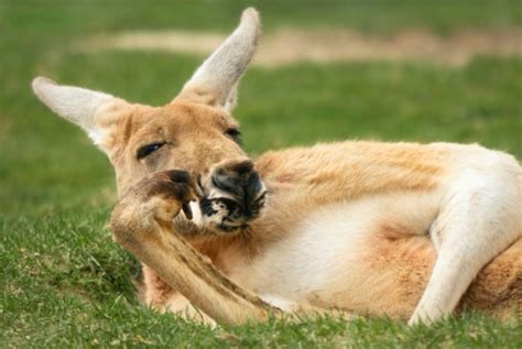 Kangaroo Posing Very Much Like A Human Stock Photo Download Image Now