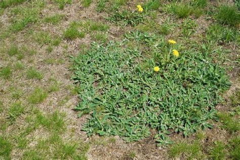 How Can I Control Weeds And Disease In My Centipede Grass Lawn In South