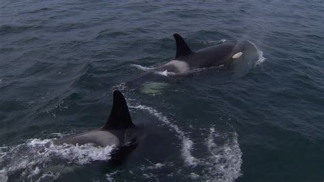 Southern Resident Killer Whales Dwindle As Food Sources Decline Ctv News