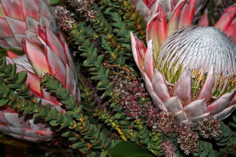 Alibaba.com offers 1,484 proteas products. Proteas And Fynbos Free Stock Photo - Public Domain Pictures