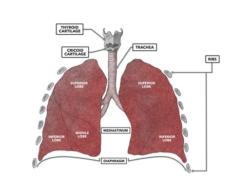 The lungs, a pair of large, spongy organs, are found flanking the heart on either side of the thoracic cavity. CrossFit | Anatomy of the Lungs
