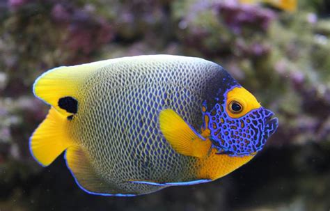 Aquaticlog Stock By Yggdrasill Added Blueface Angelfish Pomacanthus