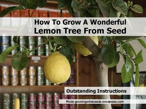 The video consists of repotting the seedling. How To Grow A Wonderful Lemon Tree From Seed