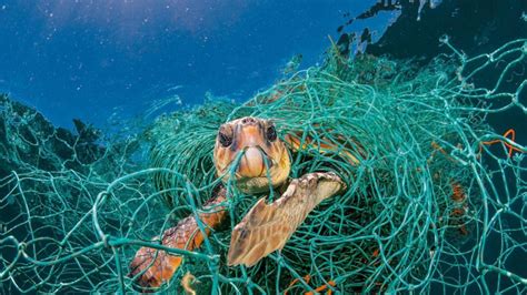 Effects Of Ocean Plastic On Fauna Anthony Downs