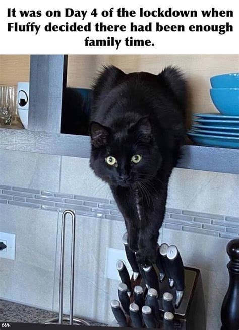 65 Of The Best Cat Memes That Show Whos The Real Boss Inspirationfeed
