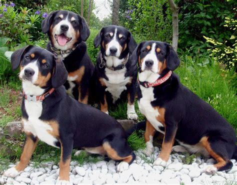entlebucher mountain dog puppies rescue pictures information temperament characteristics