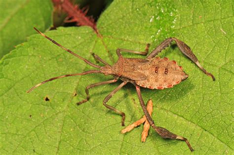 Leaf Footed Bugs The Daily Garden