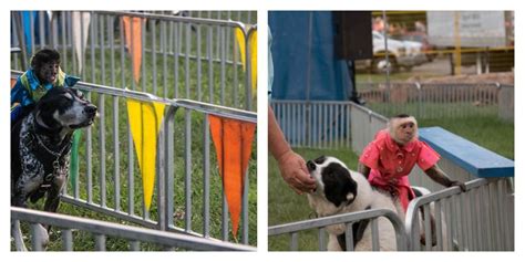 Help Monkeys And Dogs Made To Race At Fairs Across The Country Peta