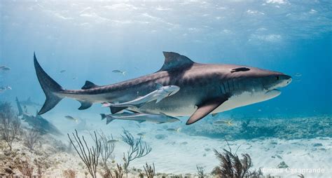 Species In Focus Tiger Sharks Of The Bahamas Shark Angels