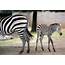 Second Baby Zebra Born At Como Zoo  The Cities Minnesota Public