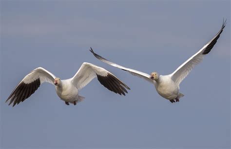 Snow Geese Pair Flying 2811s