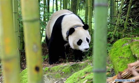 Two Captive Bred Pandas To Be Released Into Wild