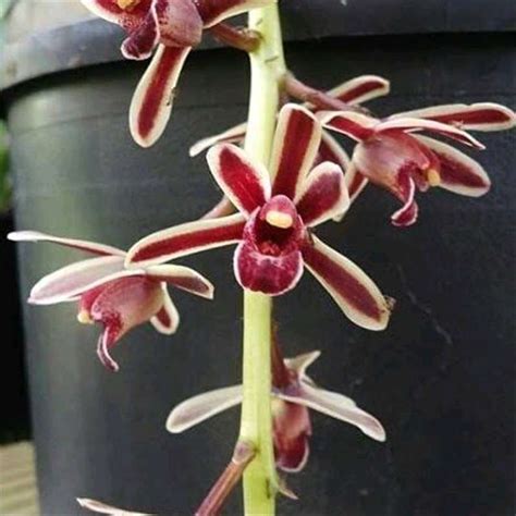 √ Anggrek Cymbidium Bicolor Dewasa Terbaru Juli 2021 Harga Murah