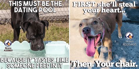 See The Hilarious Memes This Texas Shelter Uses To Help Dogs Find