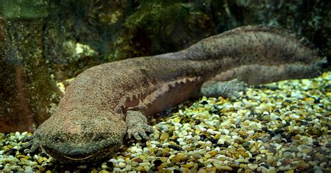 Chinese Giant Salamanders Are Now Critically Endangered The Dodo